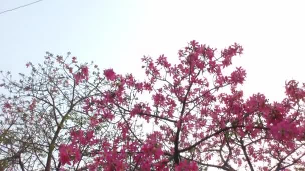 Walk Red Flower Trees Which Ornamental Wild — Stock Video