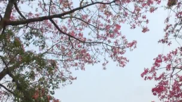 Walk Red Flower Trees Which Full Green Leaves Its Branches — Stock Video