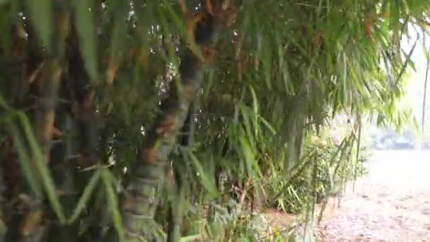 Walk Bamboo Plants Jungle Plants Swaying — Stock Video