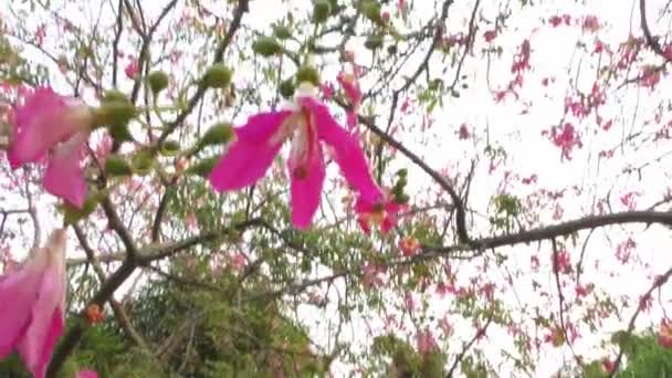 Flores Rojas Gran Árbol Cielo Plano Detrás Balanceándose — Vídeo de stock