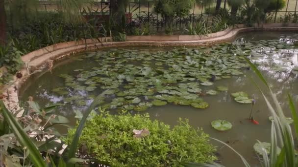 Gölette Yeşil Bitkiler Suyun Üzerinde Yüzen Küçük Çalılar — Stok video