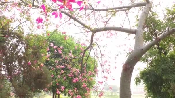 Röda Blommor Stora Träd Och Svajande Med Vinden — Stockvideo