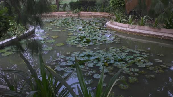 Lagoa Com Plantas Lótus Que São Verdes Exuberantes — Vídeo de Stock