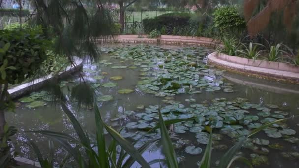 Lagoa Com Plantas Verdes Limite Torno Dela Água — Vídeo de Stock