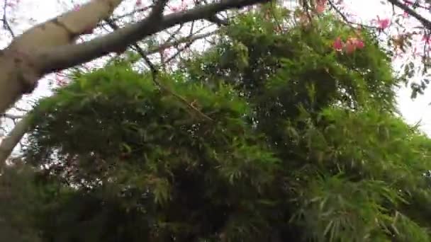 Ormanda Yeşil Bitkiler Arasında Yürürken — Stok video