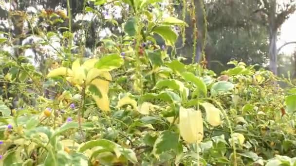 Diverses Plantes Vertes Fruits Dans Jungle Nature Sauvage — Video