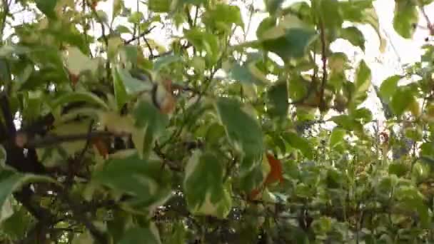 Plantes Vertes Fruits Qui Sont Saisonniers Sauvages Dans Les Bois — Video