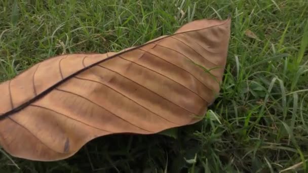 Spadlé Listí Které Suché Leží Zemi Zelenou Trávou — Stock video