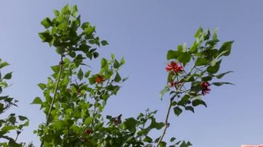 Rüzgarda sallanan yeşil yapraklar ve kırmızı çiçekler