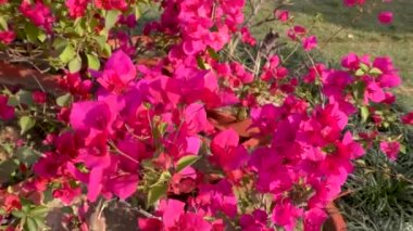 Bitkiler tarlasında kırmızı çiçekler ve rüzgarla hareket ediyor.