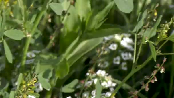 Weiße Blüten Auf Grünen Pflanzen Freiland — Stockvideo