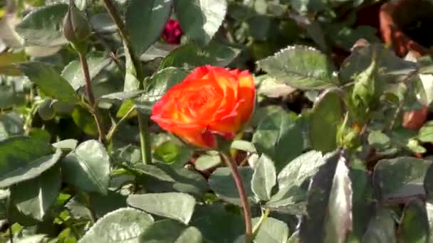 Rose Rouge Sur Plante Verte Autres Tiges Avec Des Feuilles — Video