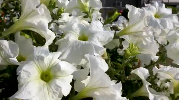 Белые Цветы Поле Сгустки Вместе Зелеными Стеблями — стоковое видео