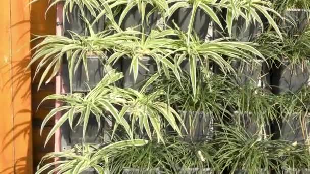 Wall Garden Small Plants Long Leaves Pots — Stock Video