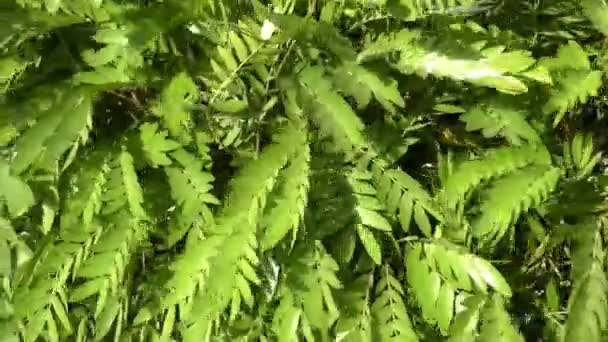 Зелене Листя Вітрі Махає Іншими Частинами Вітрі — стокове відео