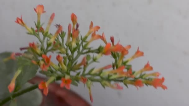 Primo Piano Piccoli Fiori Rossi Sulle Piante Verdi Ondeggianti Con — Video Stock