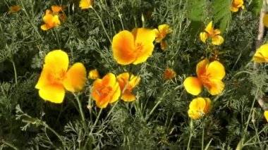 Sarı çiçekler tarlada rüzgarla sallanıyor ve sallanıyor.