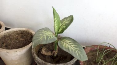 Aglaonema bitkisinin yeşil yaprakları rüzgarla sallanıyor ve hareket ediyor.