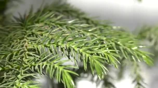 風に揺れるアロカリア植物の緑の葉と動き — ストック動画