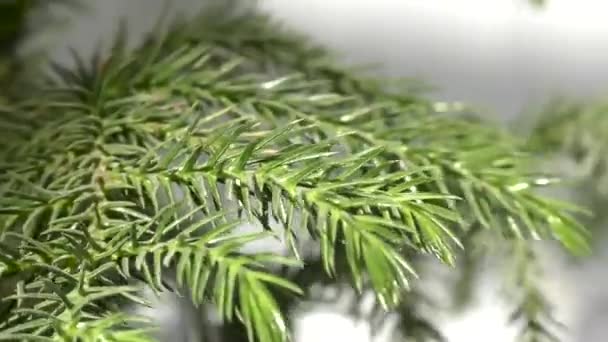 Las Hojas Verdes Planta Araucaria Balanceándose Con Viento Moviéndose — Vídeos de Stock