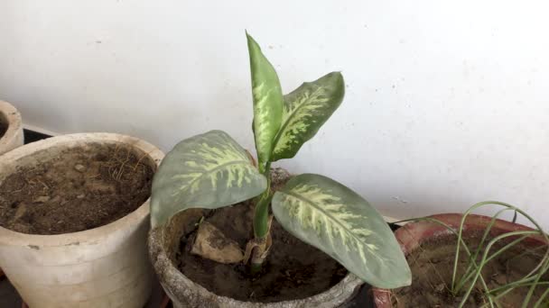 Aglaonema Pflanze Mit Grünen Blättern Die Sich Wind Wiegen Und — Stockvideo