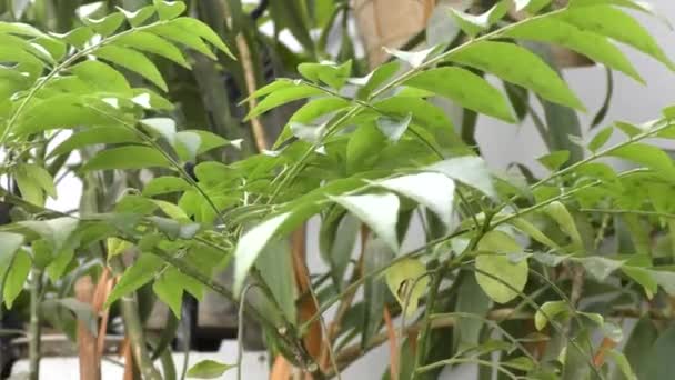 Een Groene Kerrie Loof Plant Zwaaiend Met Wind Bewegende — Stockvideo