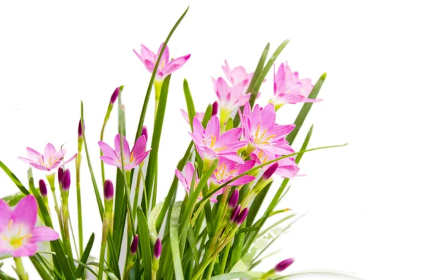 Lilly flowers on white — Stock Photo, Image