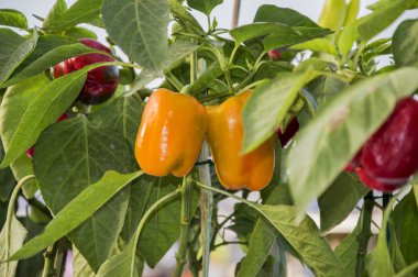 Kırmızı ve sarı biber