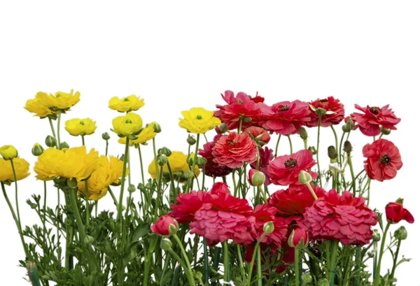 Kleurrijke poppy bloemen — Stockfoto