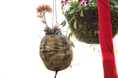 atık Hindistan cevizinin içine büyüyen bitkiler