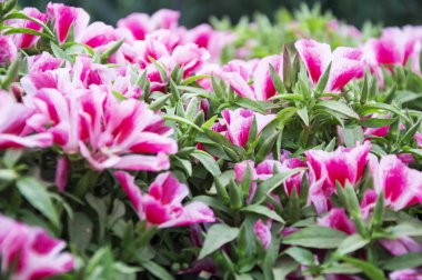 Pembe ve beyaz Petunya çiçek