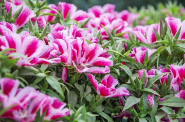 Çizgili pembe Petunya çiçek