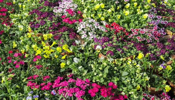 Různé barevné květiny — Stock fotografie