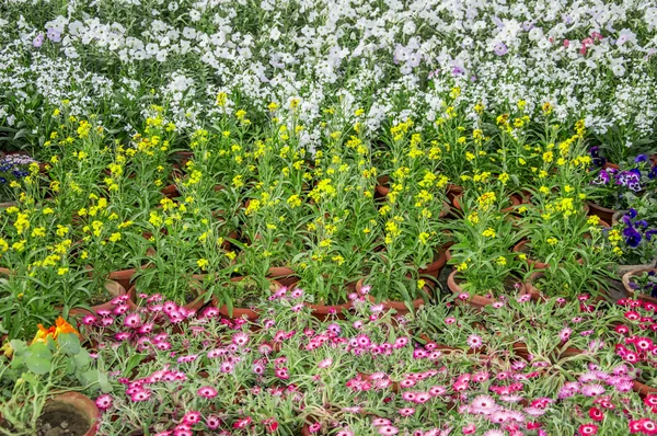 Vícebarevná kvetoucí rostliny — Stock fotografie