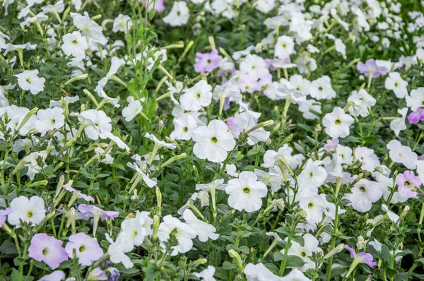 ペチュニアの花と植物 — ストック写真