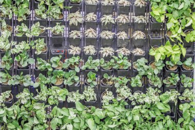 Tencere dikey bahçe