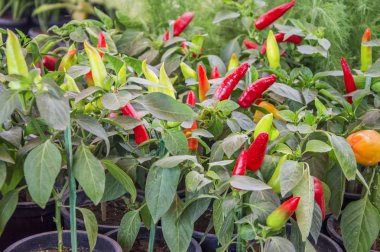 Kırmızı soğuk bitkiler