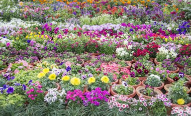 çeşitli çiçekler