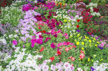 çok renkli çiçekler