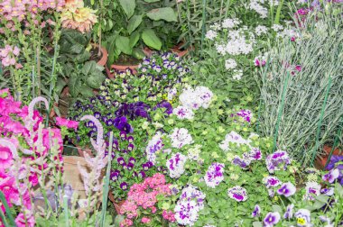 karışık flowerbed