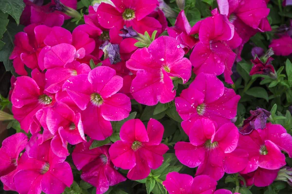 Pink petunia flowers — Stock Photo, Image