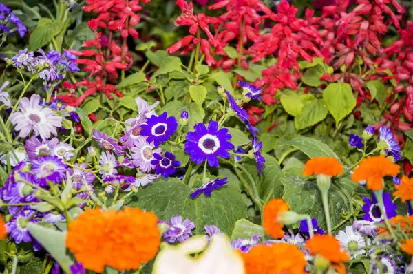 Fiori di varietà mista — Foto Stock