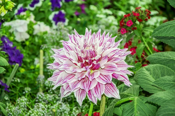 Květ levandule dahlia — Stock fotografie