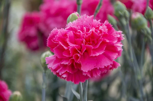 Single carnation flower — Stock Photo, Image
