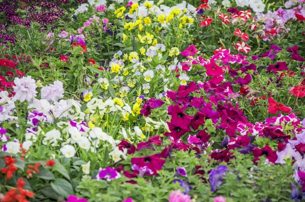 Vícebarevné květy — Stock fotografie