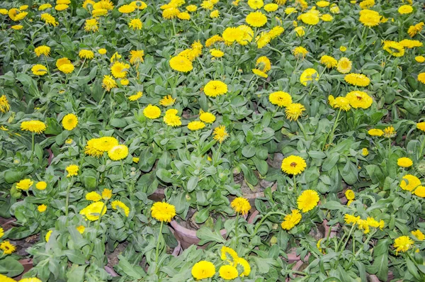 カレンデュラ植物 — ストック写真