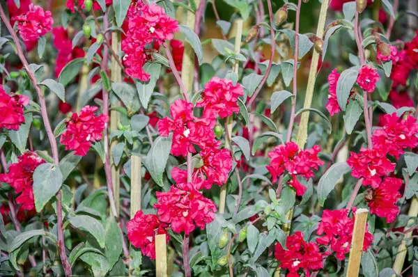 Rode bloemblaadjes bloemen — Stockfoto