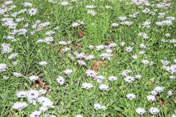 Fleurs de marguerite blanches bleues — Photo