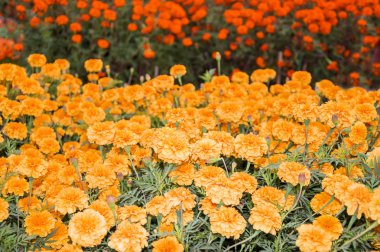 kadife çiçeği flowerbed