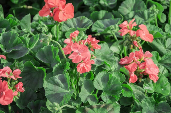 Flores begonia rosa — Fotografia de Stock